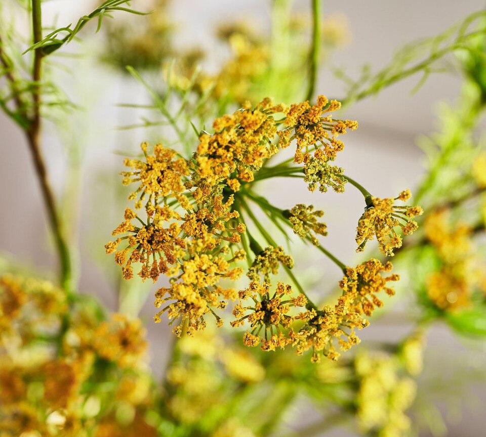 Faux Queen Anne's Lace Bundle Pottery Barn Australia